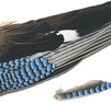 Nötskrika (Jay)