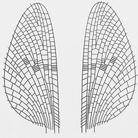 Flugbindning - Dagsländor Vingmaterial 